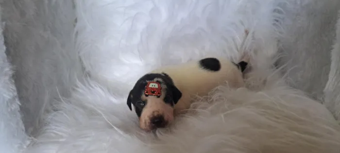 Cachorro raça SRD-ViraLata idade 2 a 6 meses nome Audi