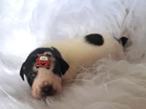 Cachorro raça SRD-ViraLata idade 2 a 6 meses nome Audi