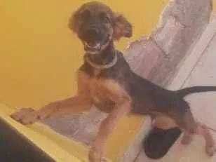 Cachorro raça SRD-ViraLata idade 2 a 6 meses nome Bobby