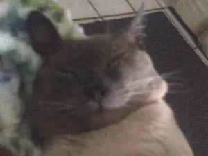 Gato raça SRD-ViraLata idade 2 anos nome Biriba