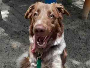 Cachorro raça SRD-ViraLata idade 7 a 11 meses nome Woody