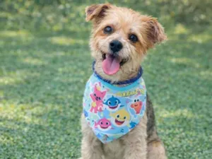 Cachorro raça SRD-ViraLata idade 1 ano nome Yuri