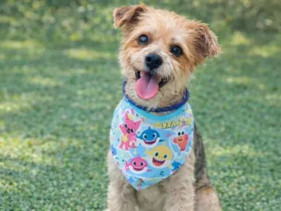 Cachorro raça SRD-ViraLata idade 1 ano nome Yuri