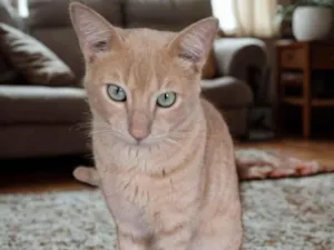 Gato raça SRD-ViraLata idade 7 a 11 meses nome Amarel