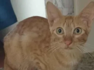 Gato raça SRD-ViraLata idade 2 a 6 meses nome Eliano