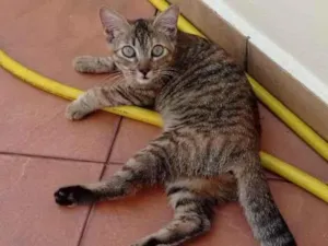 Gato raça SRD-ViraLata idade 2 a 6 meses nome Juh