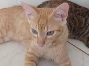 Gato raça SRD-ViraLata idade 2 a 6 meses nome Angélico 