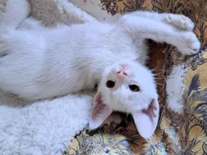 Gato raça SRD-ViraLata idade 2 a 6 meses nome João e Elizabeth 