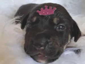 Cachorro raça SRD-ViraLata idade 2 a 6 meses nome Tesla