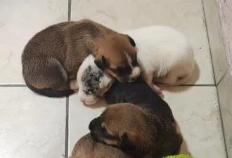 Cachorro raça SRD-ViraLata idade Abaixo de 2 meses nome Florzinha, Lindinha e Docinho