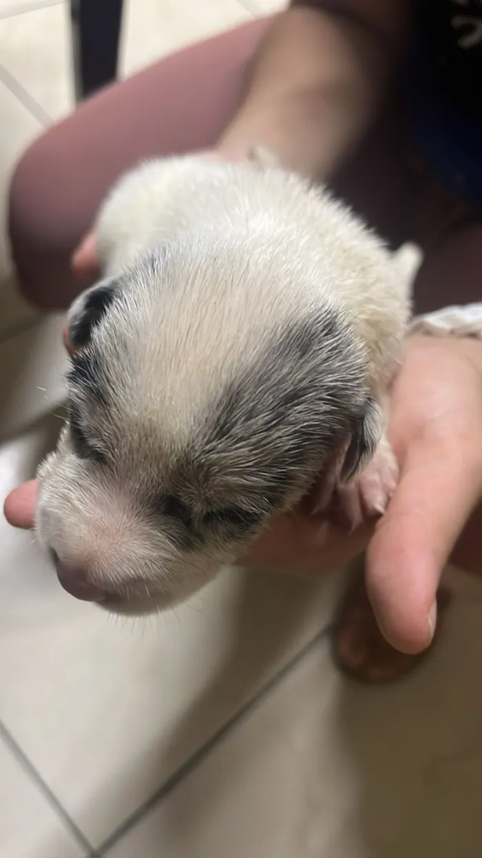 Cachorro raça SRD-ViraLata idade Abaixo de 2 meses nome Florzinha, Lindinha e Docinho