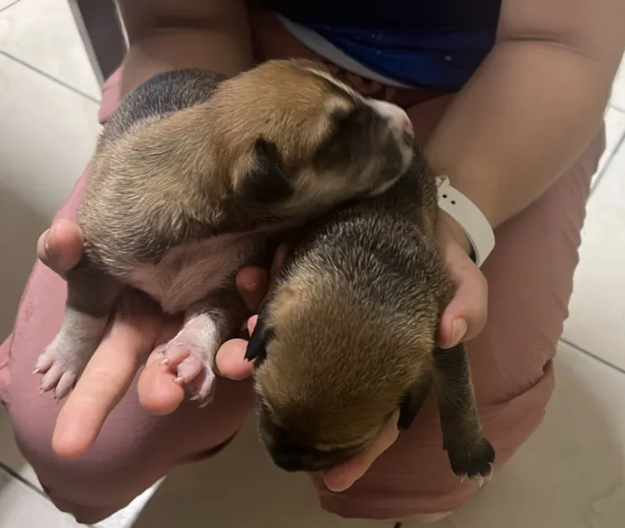 Cachorro raça SRD-ViraLata idade Abaixo de 2 meses nome Florzinha, Lindinha e Docinho
