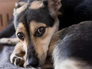 Cachorro raça SRD-ViraLata idade 1 ano nome teste