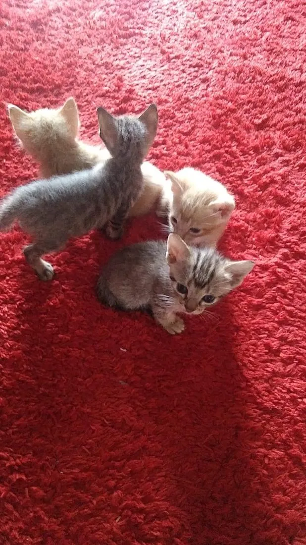 Gato raça SRD-ViraLata idade 2 a 6 meses nome sem nome ainda