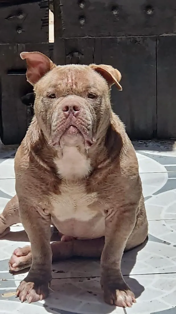 Cachorro raça Pit-Bull idade 3 anos nome Kratos