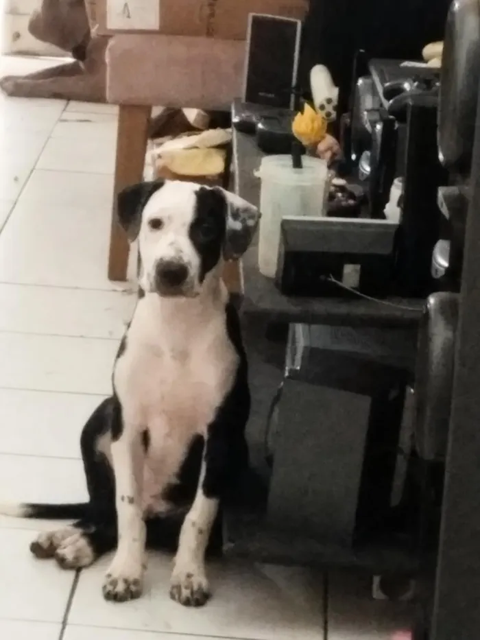 Cachorro raça Pit-Bull idade 2 a 6 meses nome Zezinho 