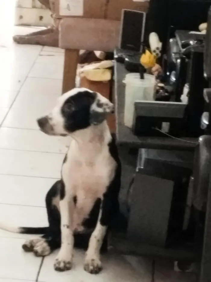 Cachorro raça Pit-Bull idade 2 a 6 meses nome Zezinho 