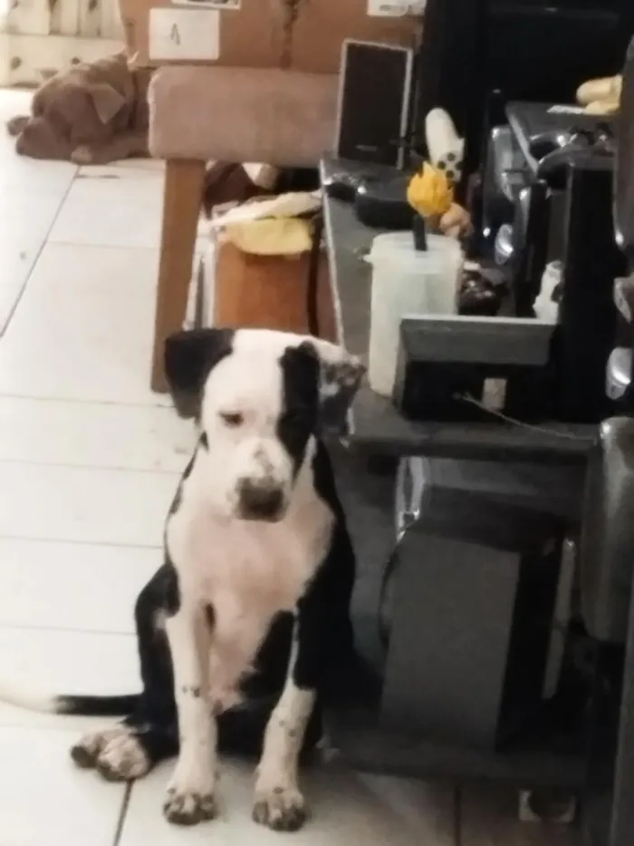 Cachorro raça Pit-Bull idade 2 a 6 meses nome Zezinho 