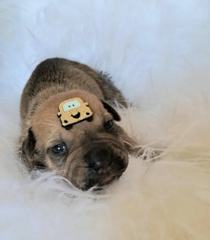 Cachorro raça SRD-ViraLata idade 2 a 6 meses nome Bentley