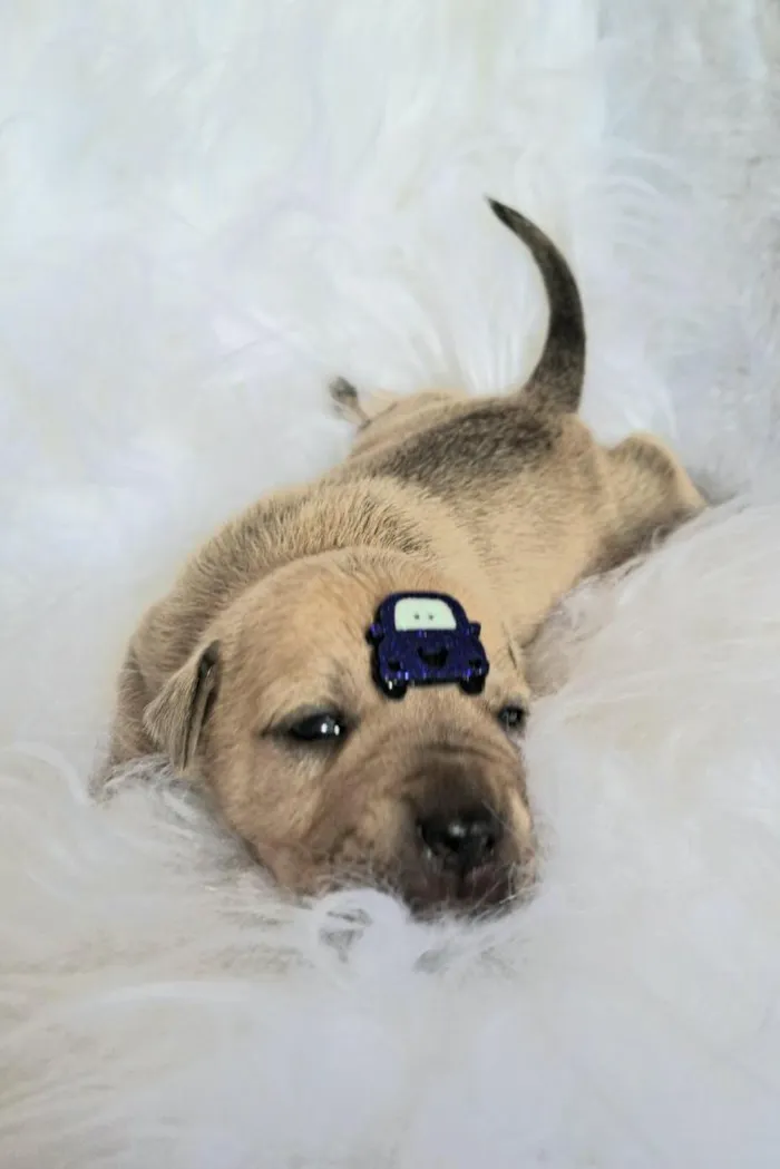 Cachorro raça SRD-ViraLata idade Abaixo de 2 meses nome Mustang