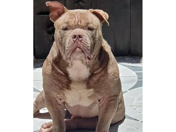 Cachorro raça Pit-Bull idade 3 anos nome Kratos