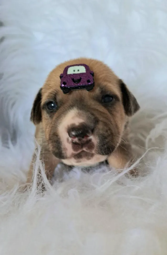 Cachorro raça SRD-ViraLata idade 2 a 6 meses nome Jaguar