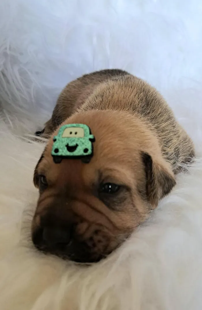 Cachorro raça SRD-ViraLata idade 2 a 6 meses nome Porsche