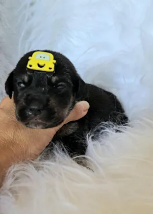 Cachorro raça SRD-ViraLata idade 2 a 6 meses nome Mini Cooper