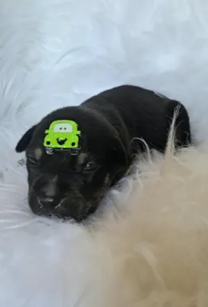 Cachorro raça SRD-ViraLata idade 2 a 6 meses nome Ferrari