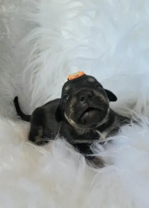 Cachorro raça SRD-ViraLata idade Abaixo de 2 meses nome Alga