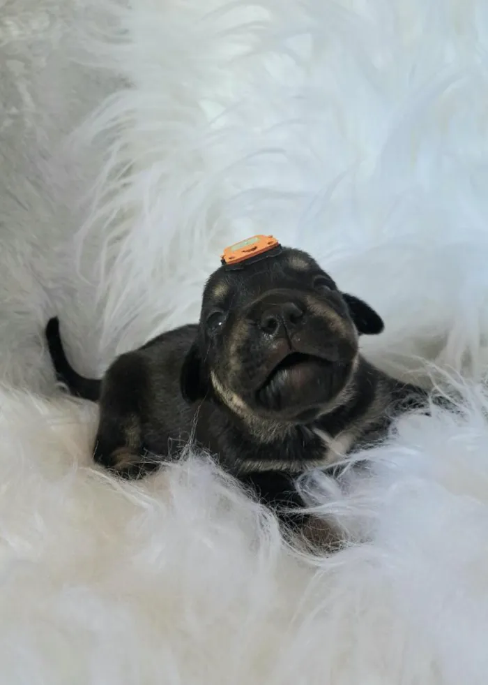 Cachorro raça SRD-ViraLata idade Abaixo de 2 meses nome Alga