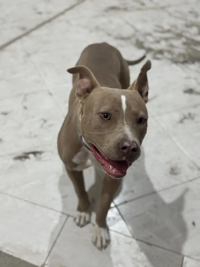 Cachorro raça Pit-Bull idade 1 ano nome Saory