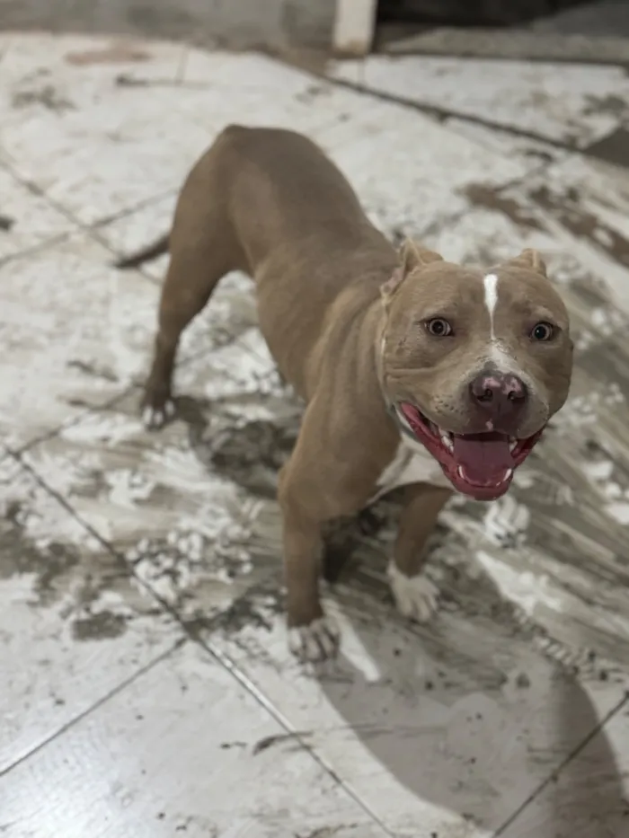 Cachorro raça Pit-Bull idade 1 ano nome Saory