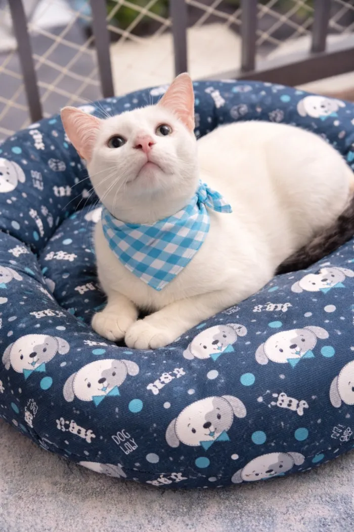 Gato raça SRD-ViraLata idade 7 a 11 meses nome Romeu 