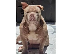 Cachorro raça Pit-Bull idade 3 anos nome Kratos