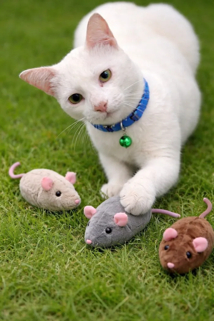 Gato raça SRD-ViraLata idade 7 a 11 meses nome Romeu 