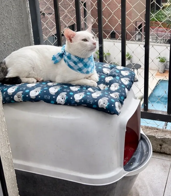 Gato raça SRD-ViraLata idade 7 a 11 meses nome Romeu 