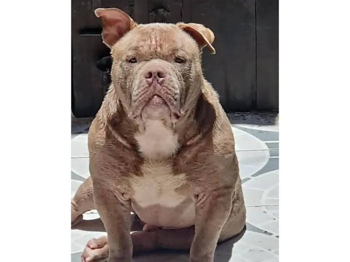 Cachorro raça Pit-Bull idade 3 anos nome Kratos