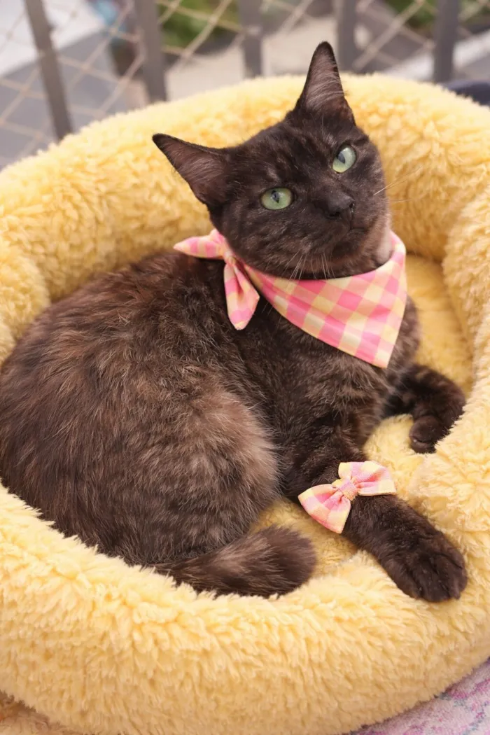 Gato raça SRD-ViraLata idade 1 ano nome Maria Esmeralda 