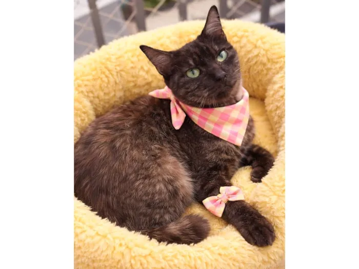 Gato raça SRD-ViraLata idade 1 ano nome Maria Esmeralda 