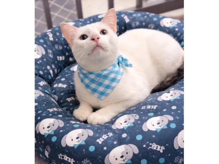 Gato raça SRD-ViraLata idade 7 a 11 meses nome Romeu 