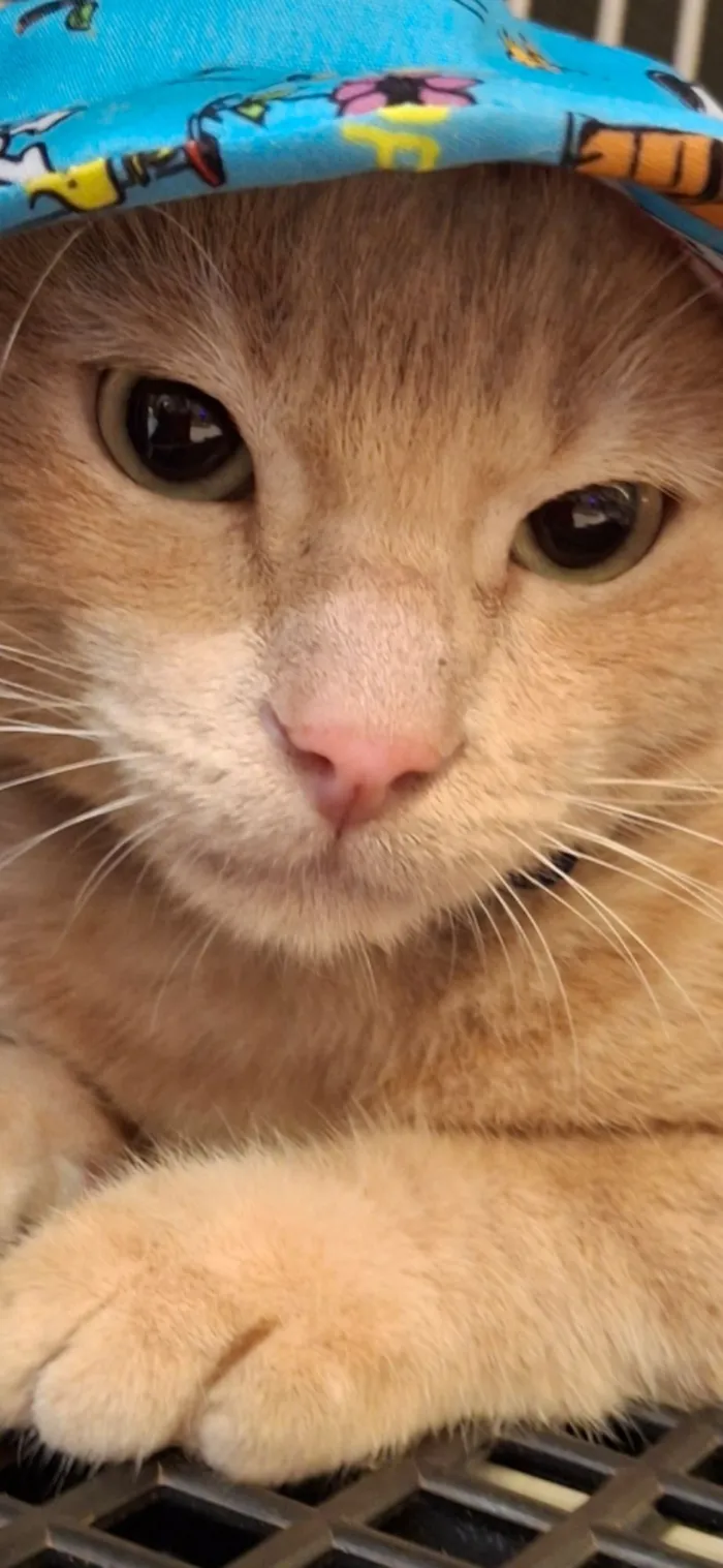 Gato raça SRD-ViraLata idade 7 a 11 meses nome Amarelinho