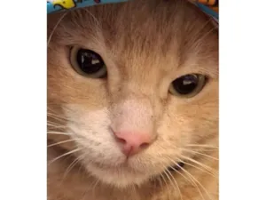 Gato raça SRD-ViraLata idade 7 a 11 meses nome Amarelinho