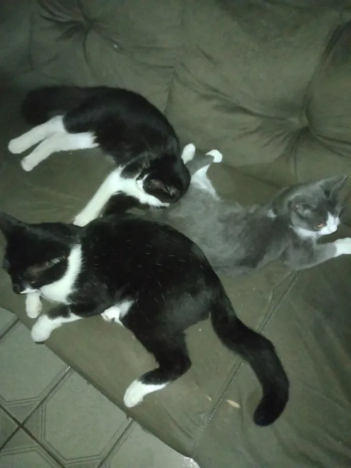 Gato raça SRD-ViraLata idade 7 a 11 meses nome frajola o macho adulto fuminha a gata com os bebês o bolinha e mais 3 que não tem nome moram no forro da minha casa 