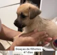 doação filhotes 