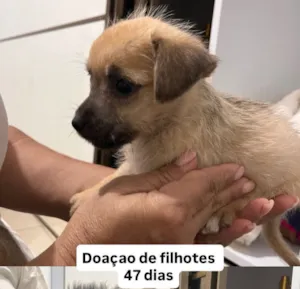 Cachorro raça SRD-ViraLata idade Abaixo de 2 meses nome doação filhotes 
