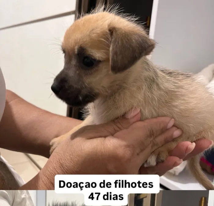 Cachorro raça SRD-ViraLata idade Abaixo de 2 meses nome doação filhotes 