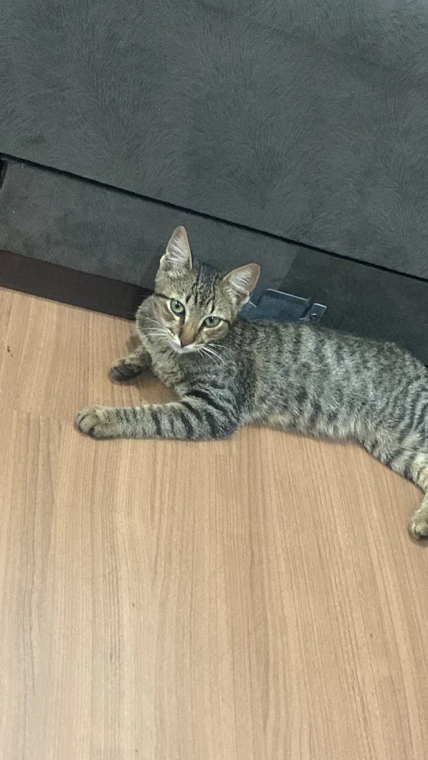 Gato raça SRD-ViraLata idade 7 a 11 meses nome Bart