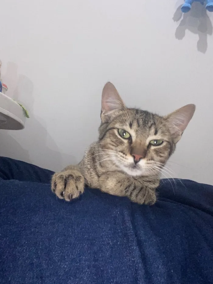 Gato raça SRD-ViraLata idade 7 a 11 meses nome Bart