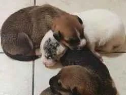 Cachorro raça SRD-ViraLata idade Abaixo de 2 meses nome Florzinha, Lindinha e Docinho